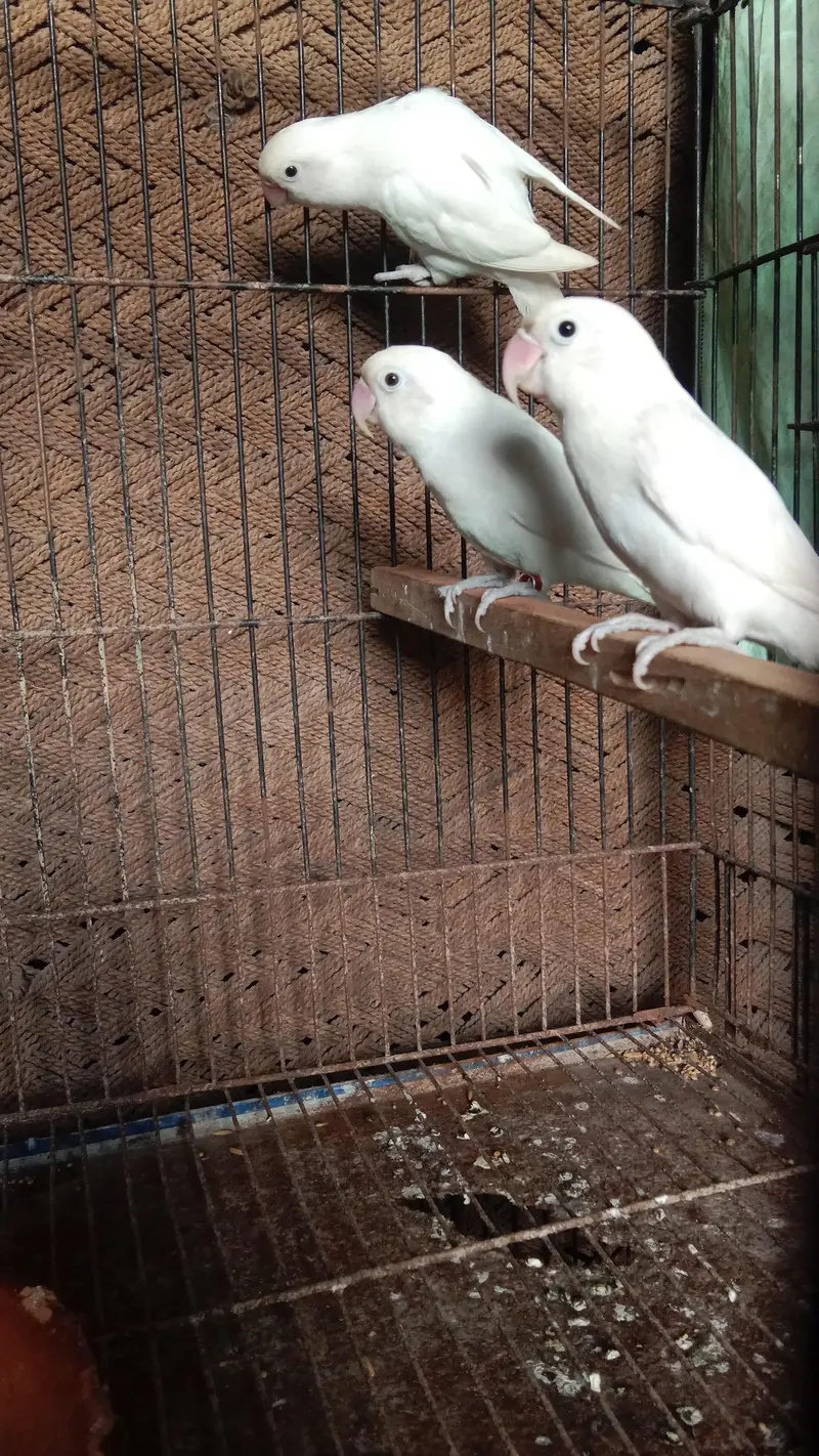 500×2=1000 . breeder pair . contact number 03330031118 — photo 2
