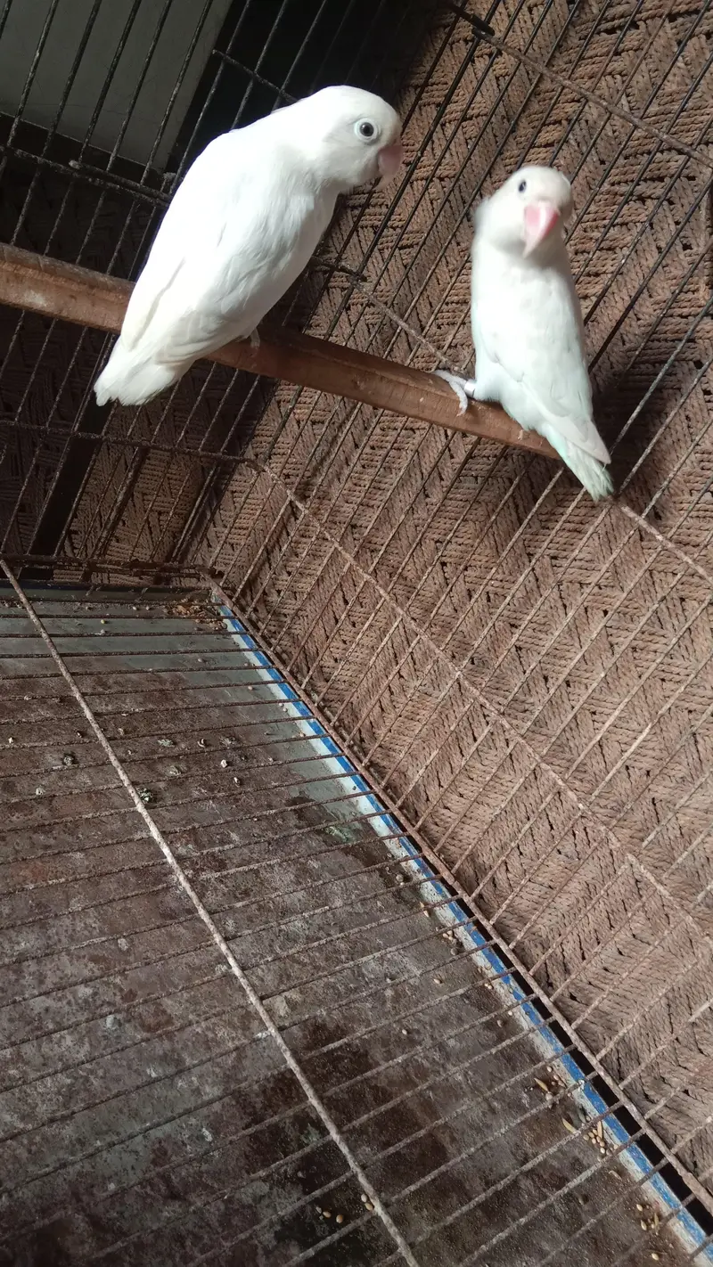 500×2=1000 . breeder pair . contact number 03330031118 — photo 3