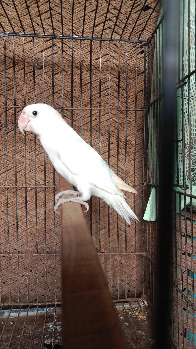 500×2=1000 . breeder pair . contact number 03330031118 — photo 4