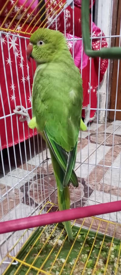 Talking Green parrots