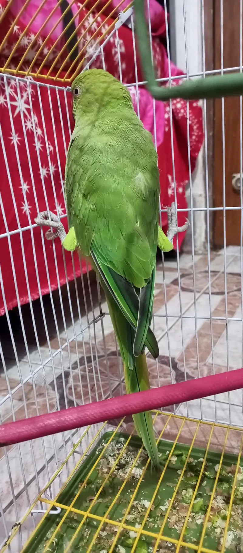 Talking Green parrots — photo 2