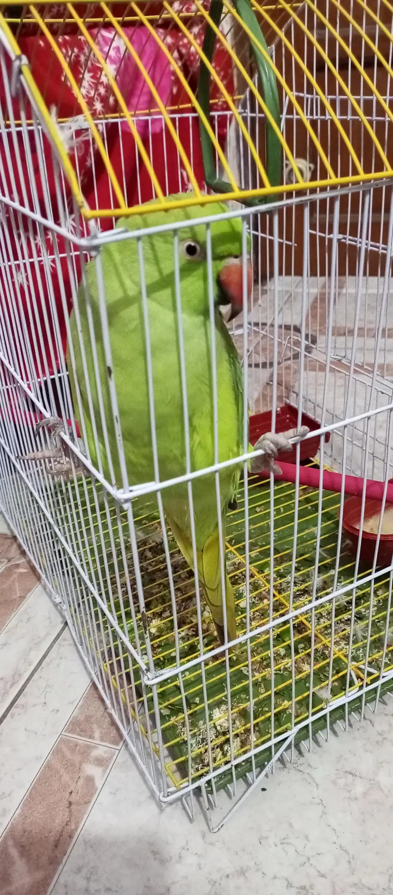 Talking Green parrots — photo 3