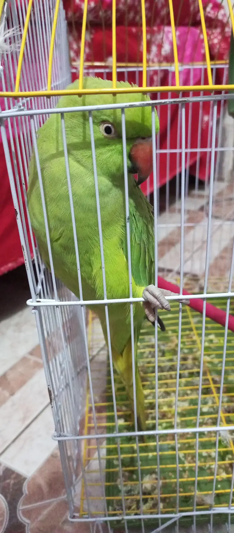 Talking Green parrots — photo 4