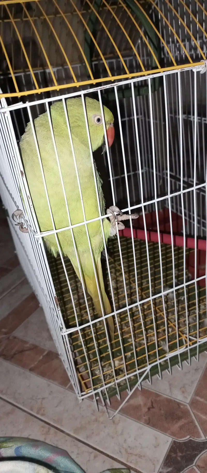Talking Green parrots — photo 5