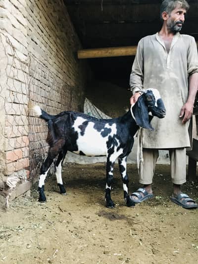 beautiful goat