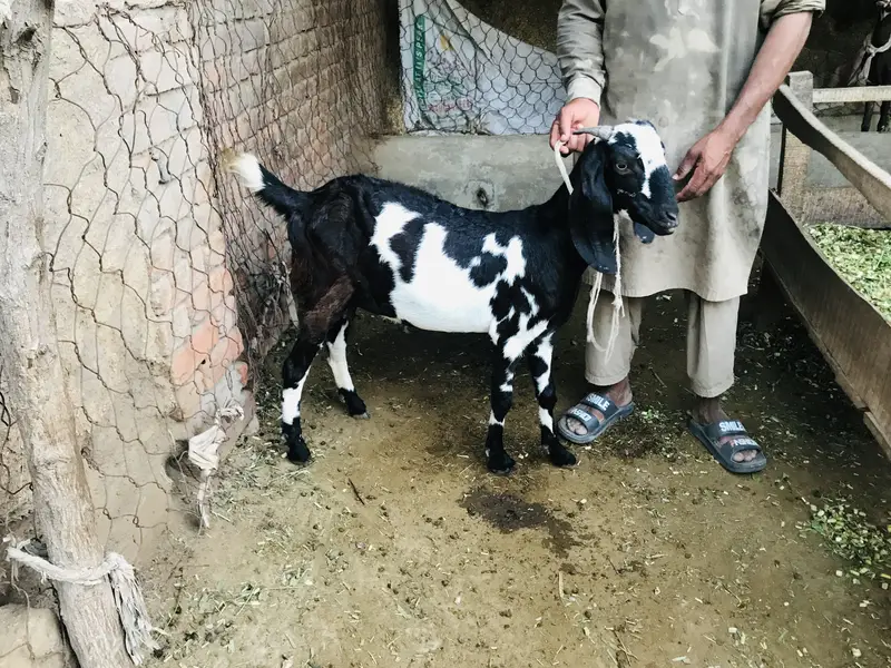 beautiful goat — photo 2