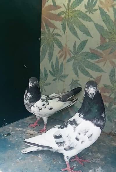 Pigeons for sale