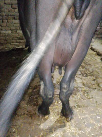 10 kg milk 3 sow tazi sowi