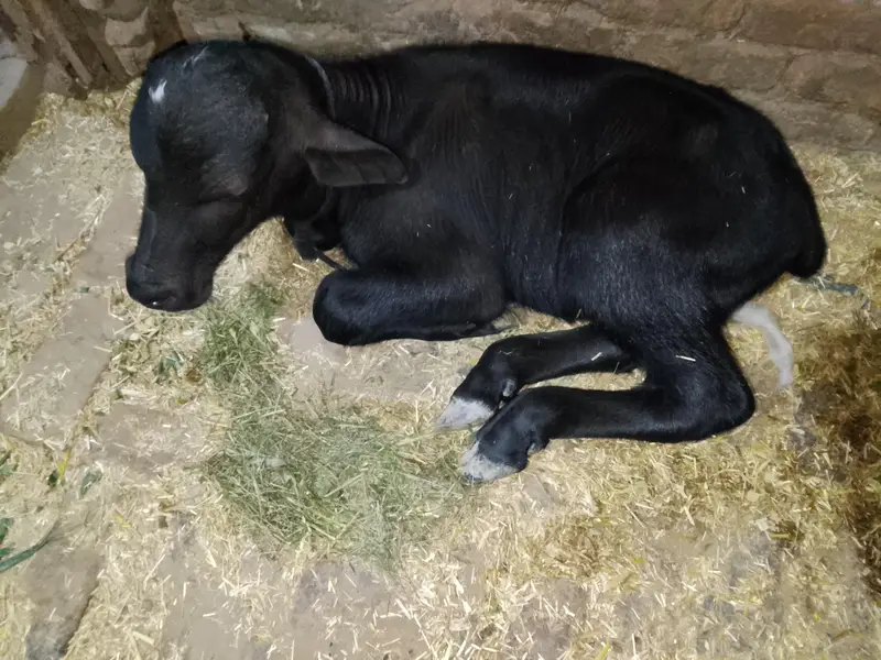 10 kg milk 3 sow tazi sowi — photo 2
