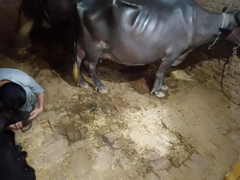 10 kg milk 3 sow tazi sowi — photo 3