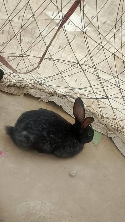 Rabbits selling