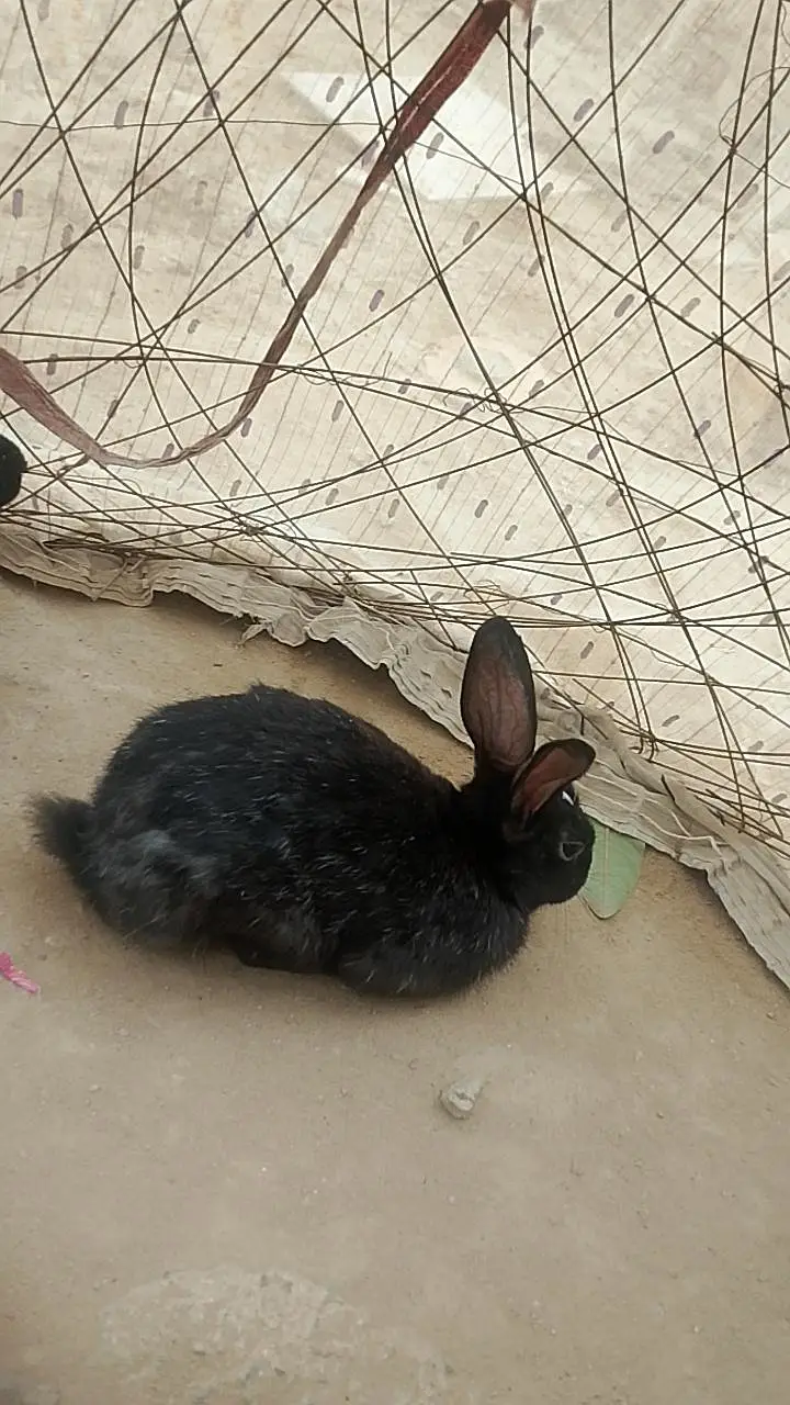 Rabbits selling