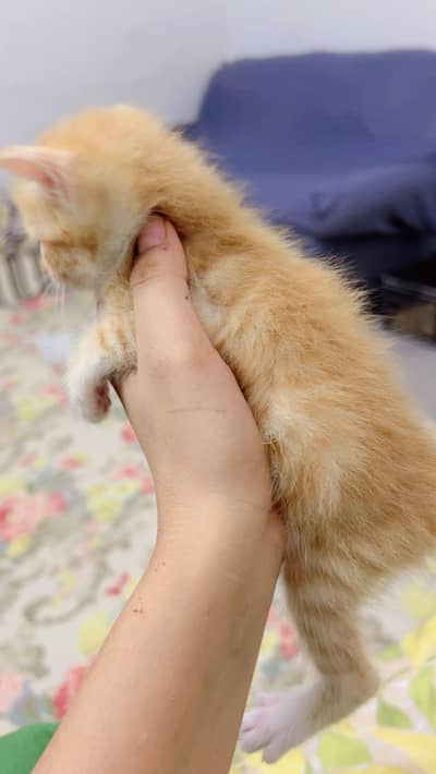 Cute Persian Cat for Sale