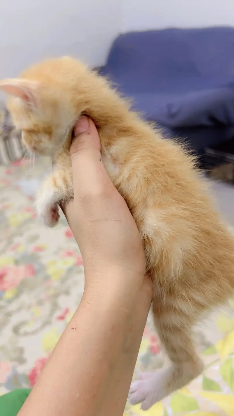 Cute Persian Cat for Sale — photo 4