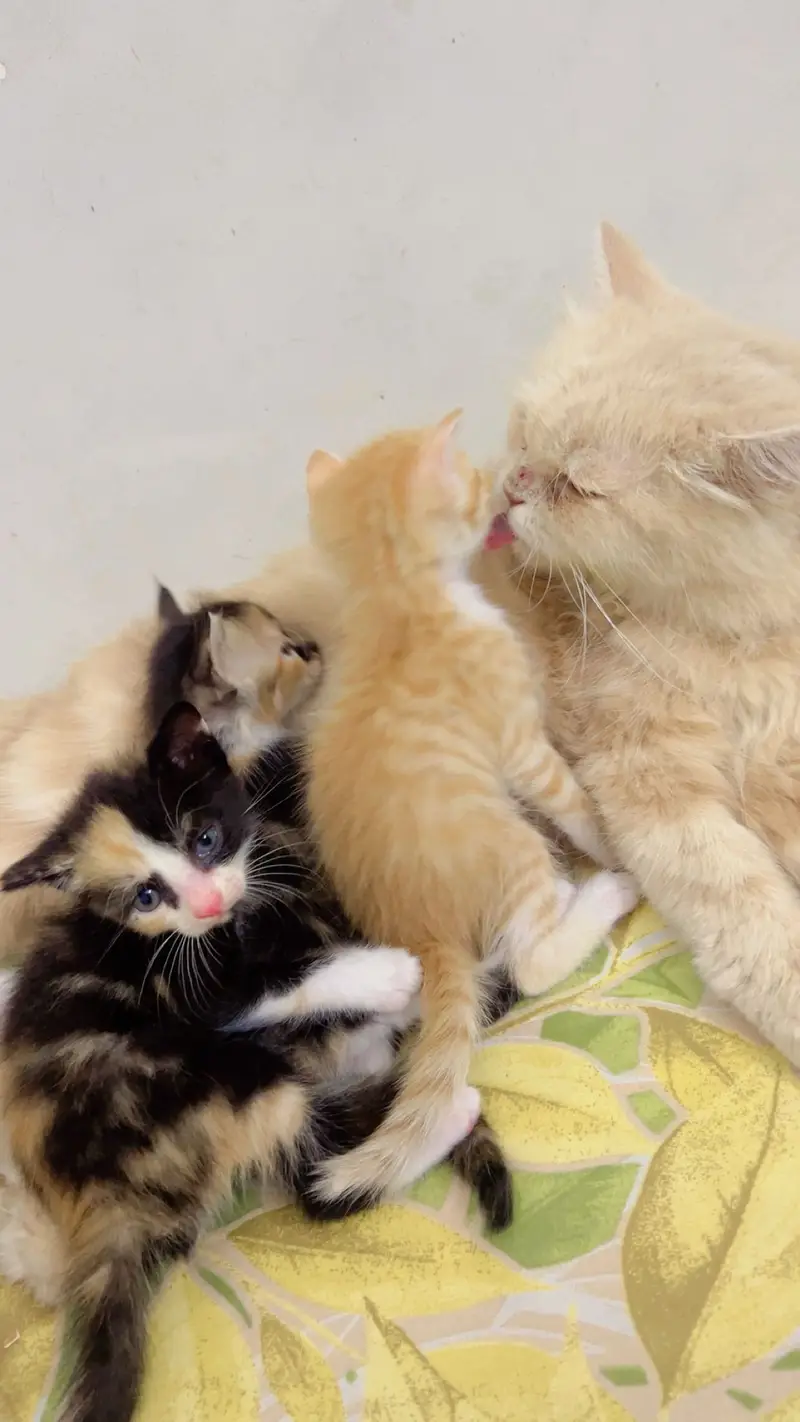 Cute Persian Cat for Sale — photo 5