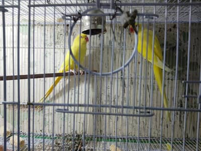Yellow ring neck pair