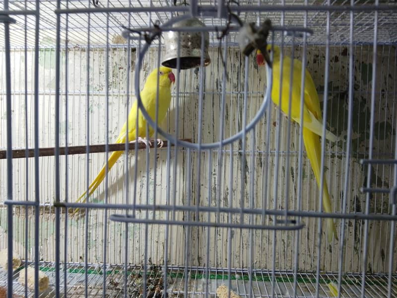 Yellow ring neck pair 0