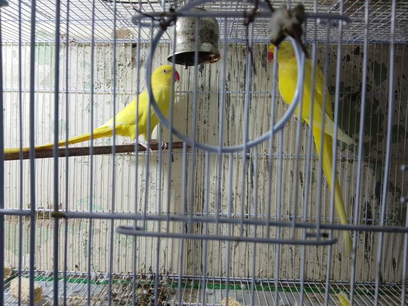 Yellow ring neck pair 1