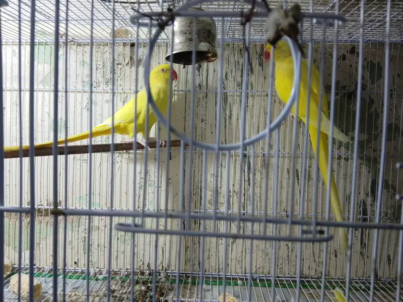 Yellow ring neck pair — photo 2
