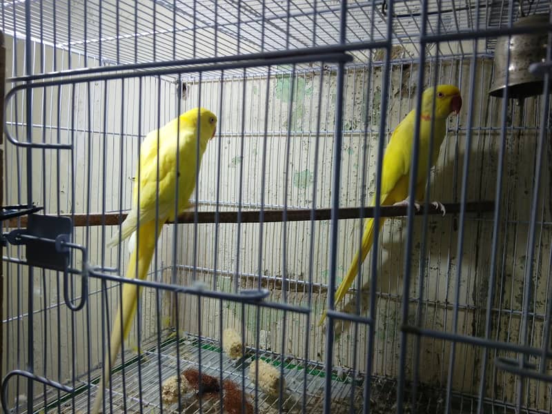 Yellow ring neck pair 2