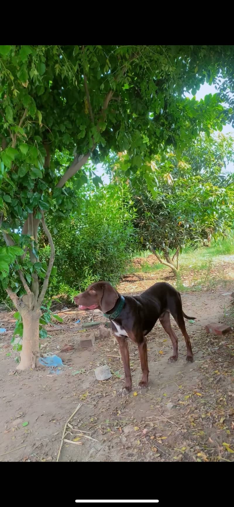 Pointer Male 0