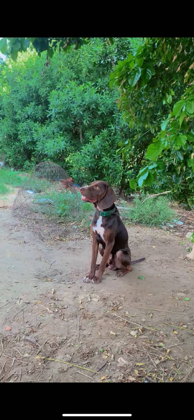 Pointer Male 1