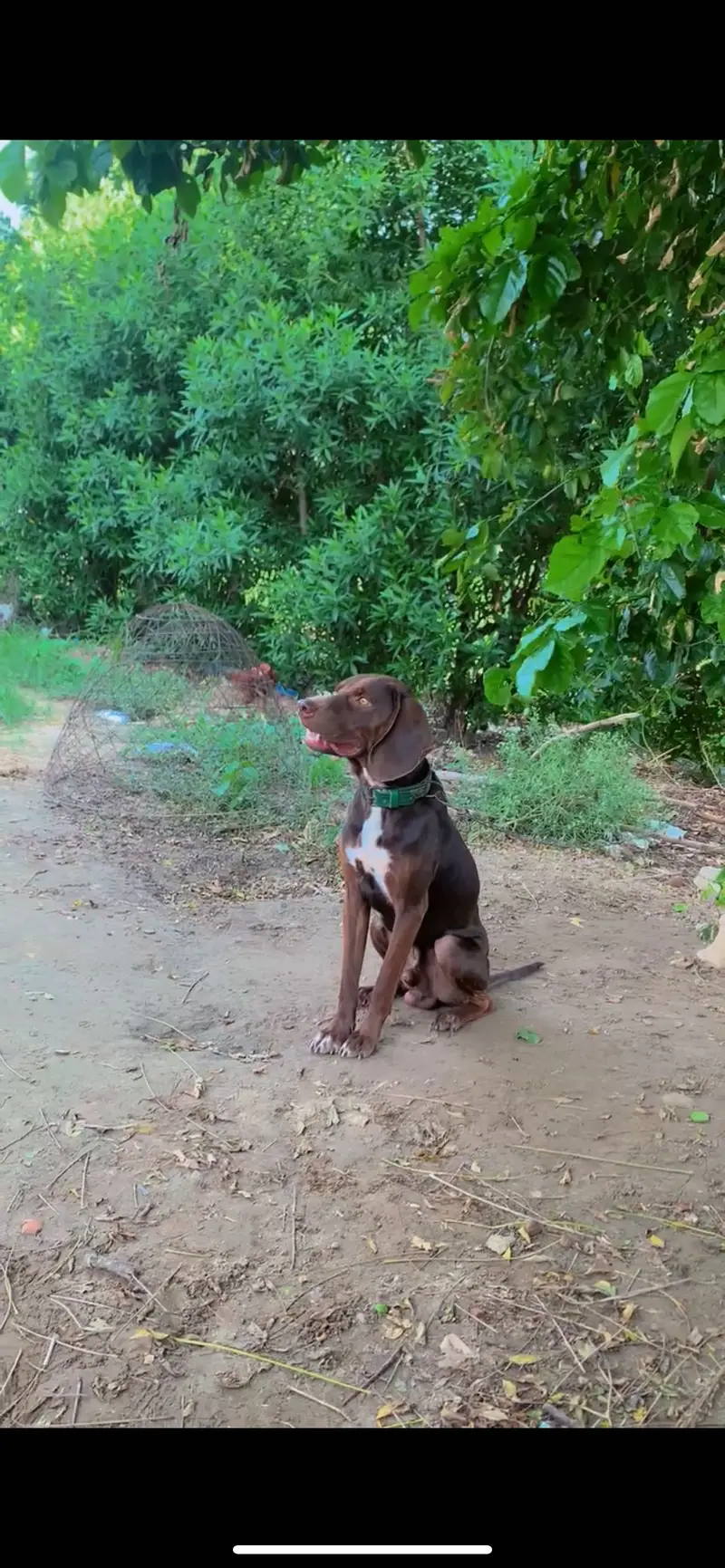 Pointer Male — photo 2