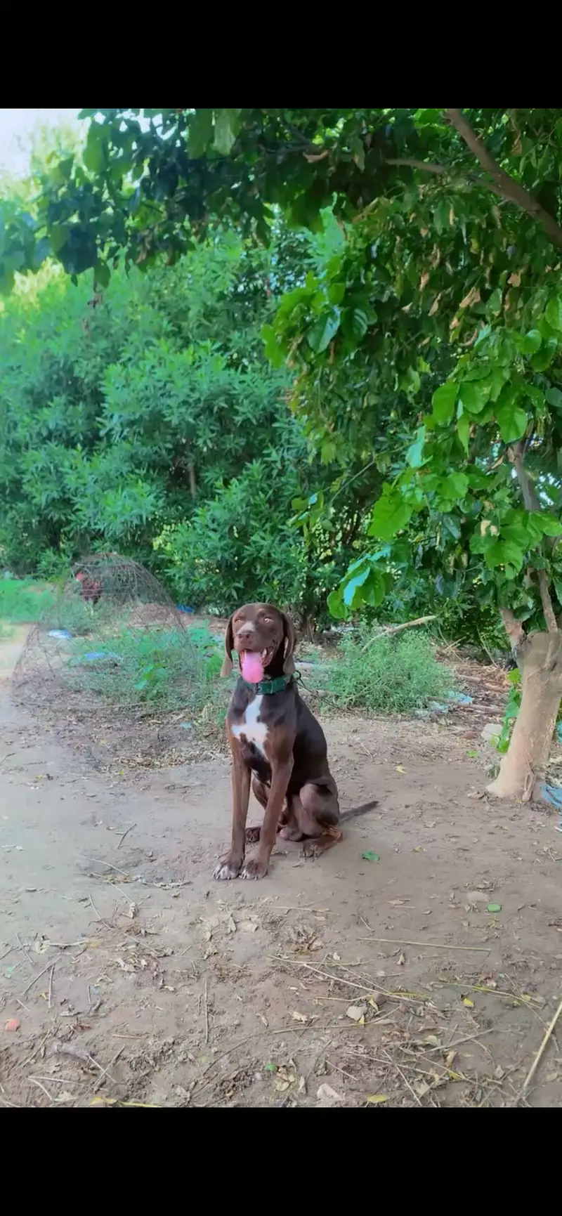 Pointer Male — photo 3