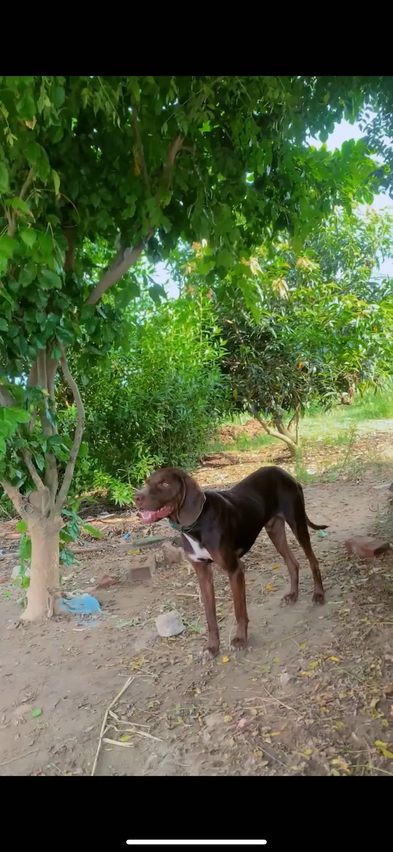 Pointer Male — photo 4