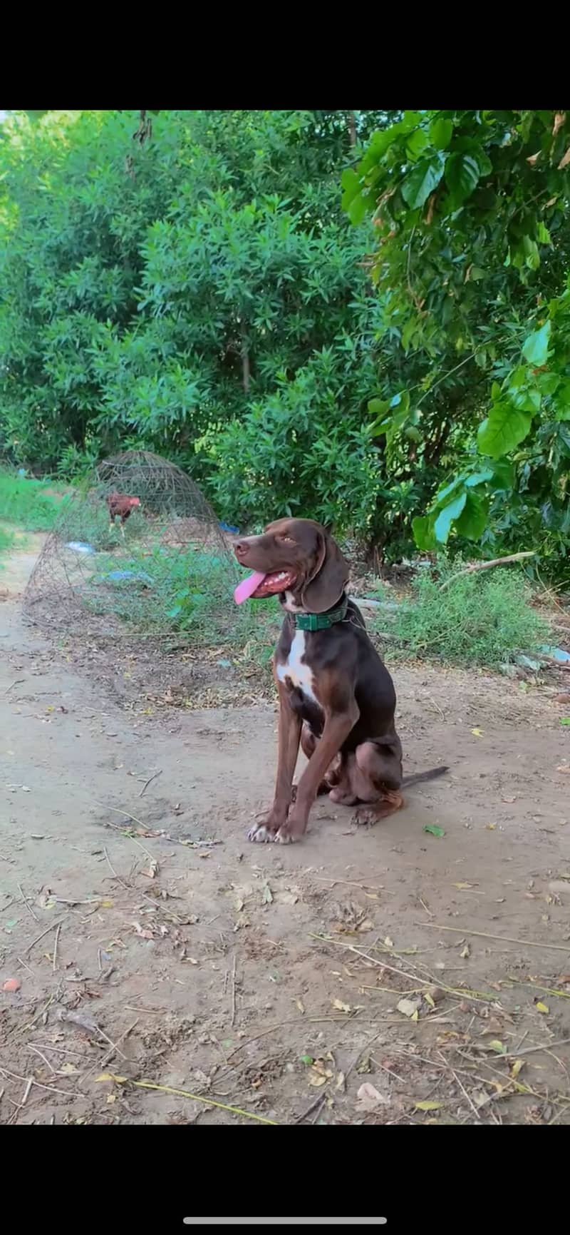 Pointer Male 4