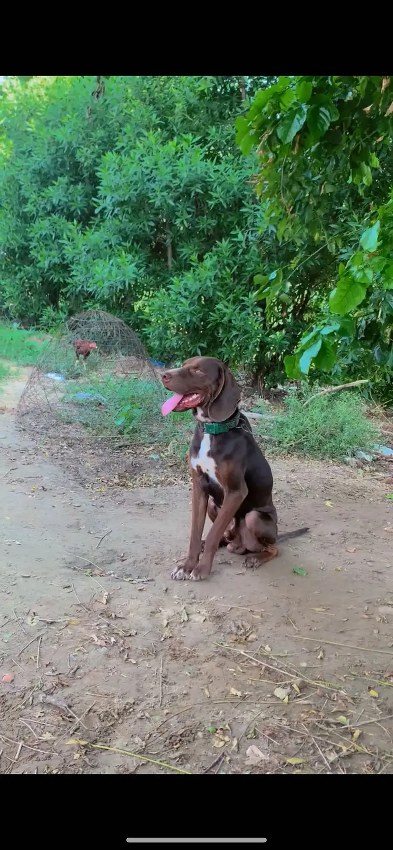 Pointer Male — photo 5