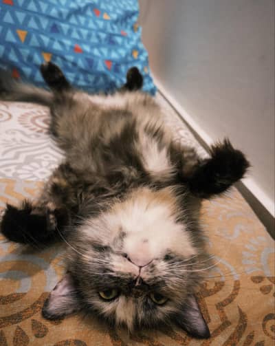 persian kittens for paid adoption