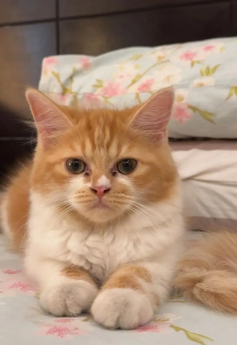 persian kittens for paid adoption — photo 2