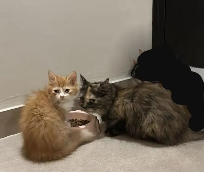 persian kittens for paid adoption — photo 3
