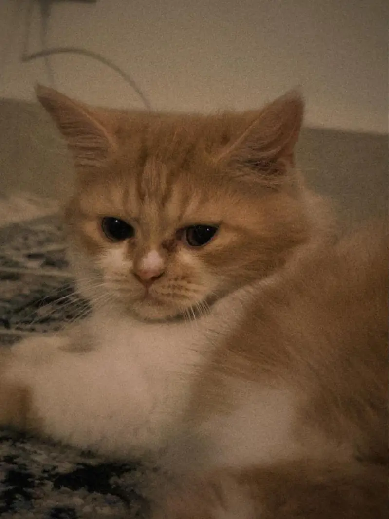 persian kittens for paid adoption — photo 4