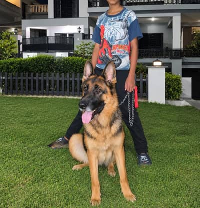 West German Shepherd female
