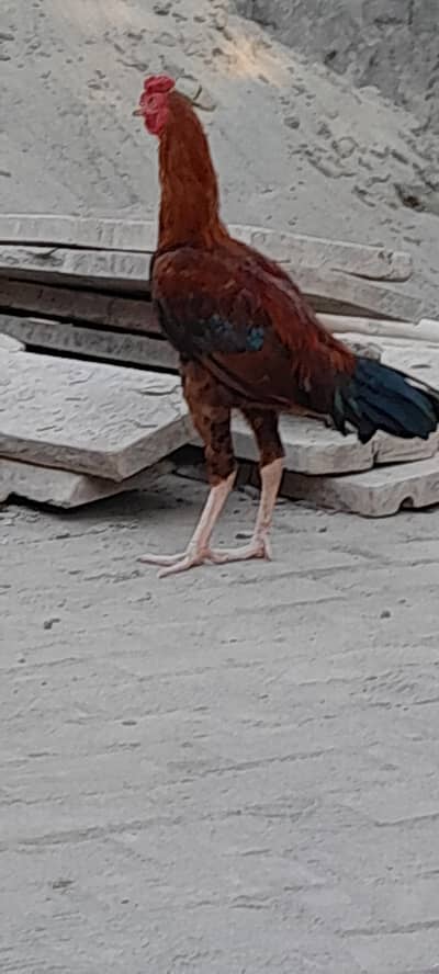 Breeder hens for sale
