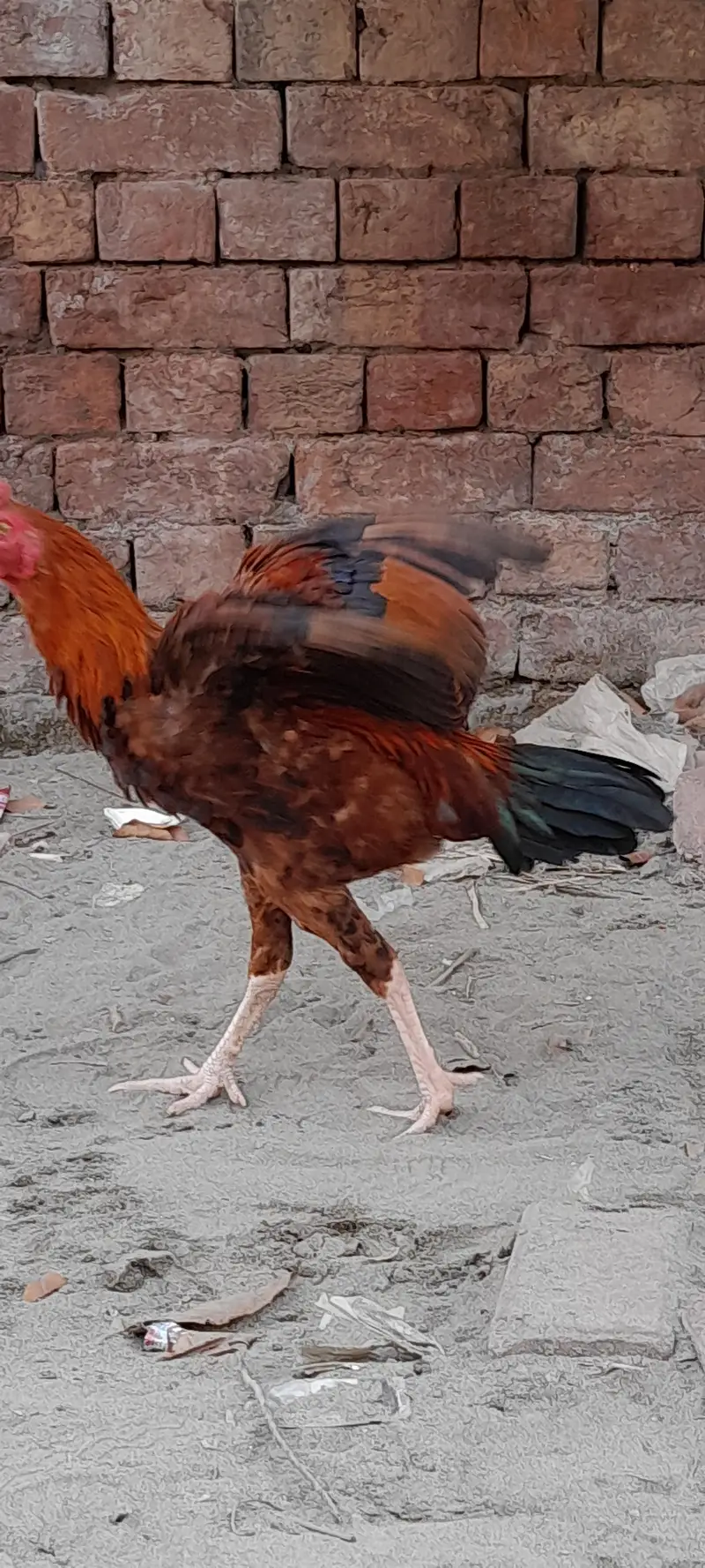 Breeder hens for sale — photo 3