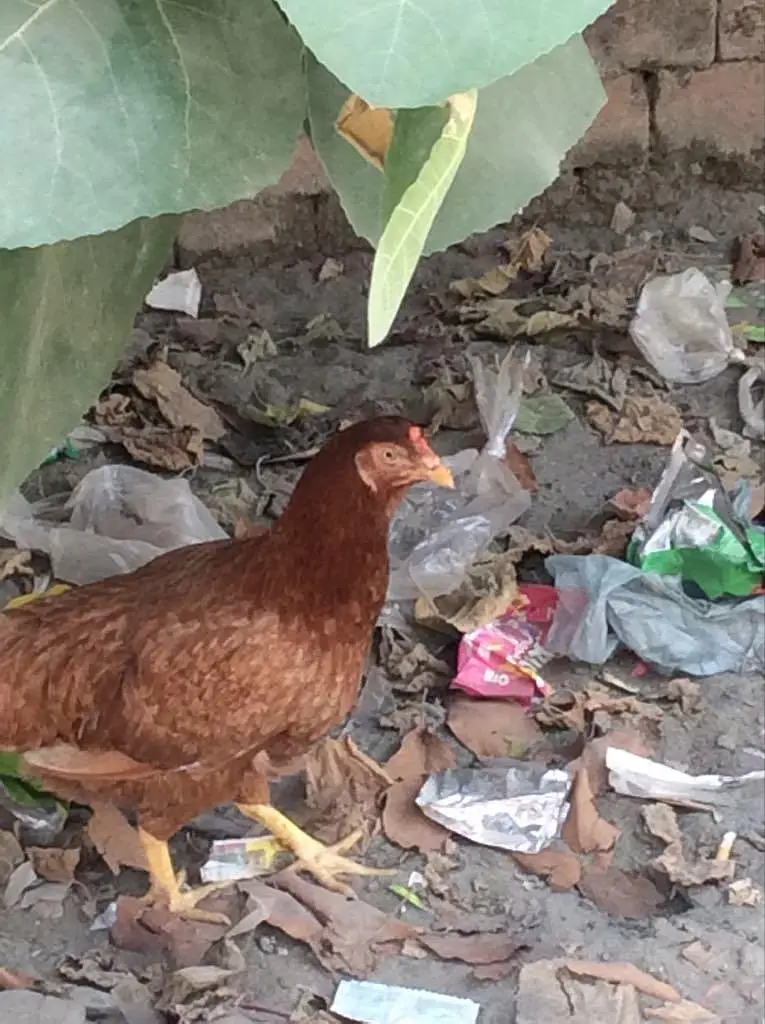 Breeder hens for sale — photo 4