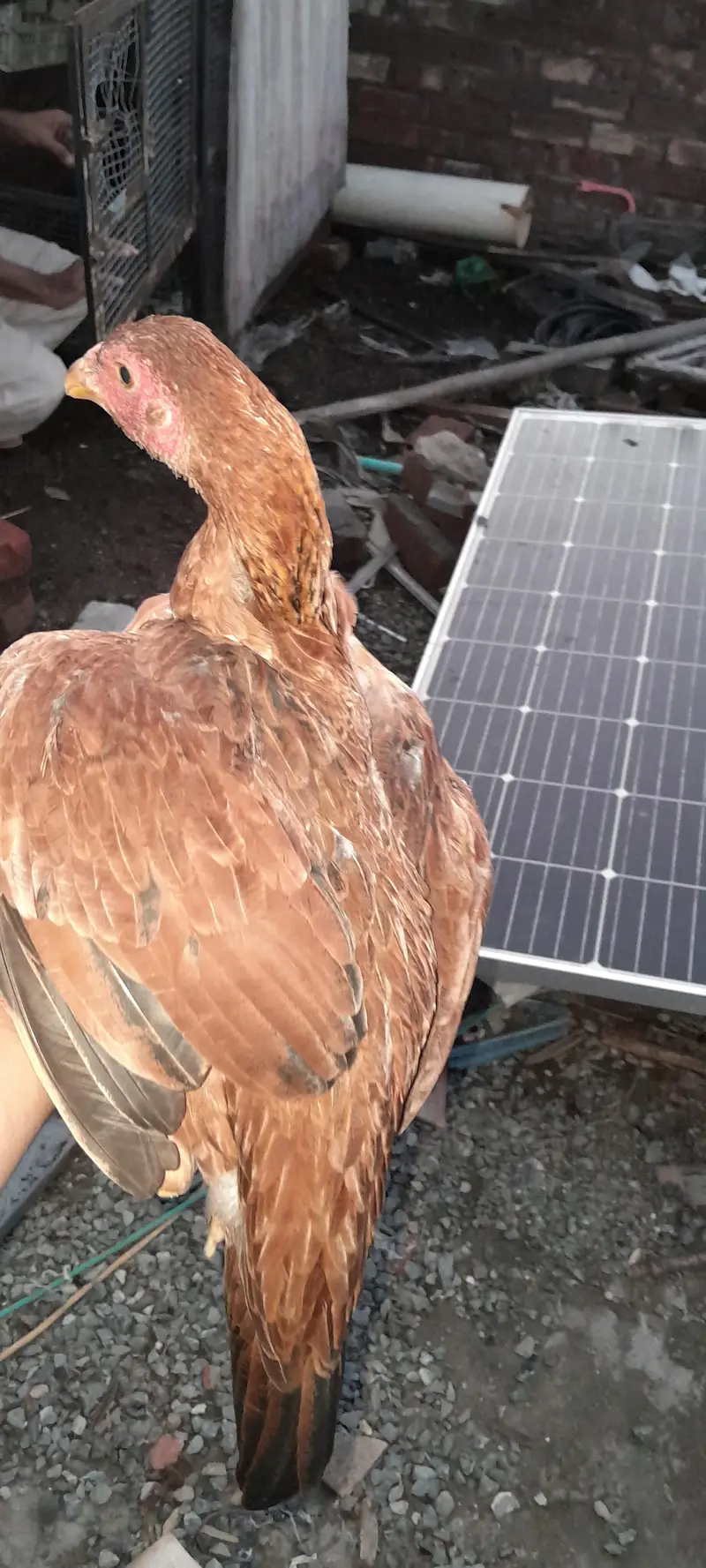Breeder hens for sale — photo 7