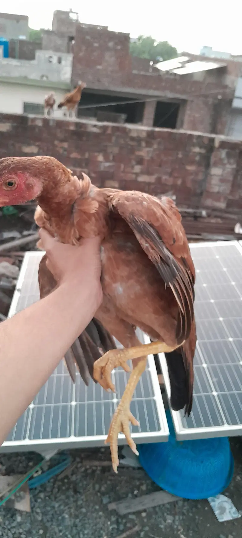 Breeder hens for sale — photo 8