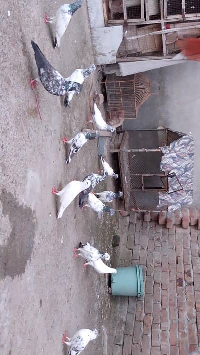 Breeder Pigeons For Home