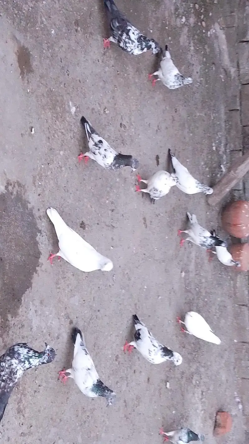 Breeder Pigeons For Home — photo 2