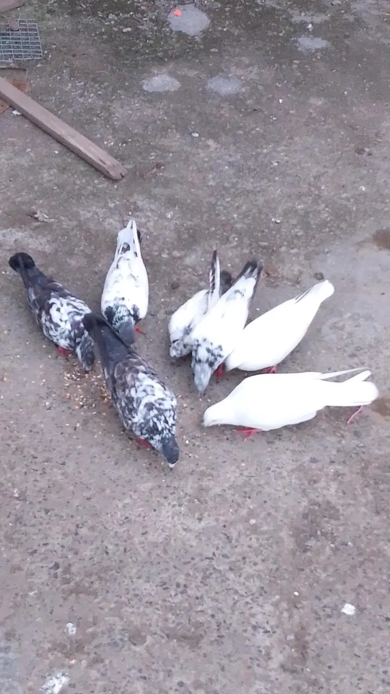 Breeder Pigeons For Home — photo 3