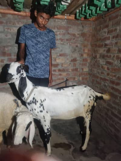 Dogli bakri beetal goat