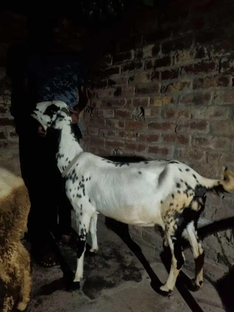 Dogli bakri beetal goat — photo 2