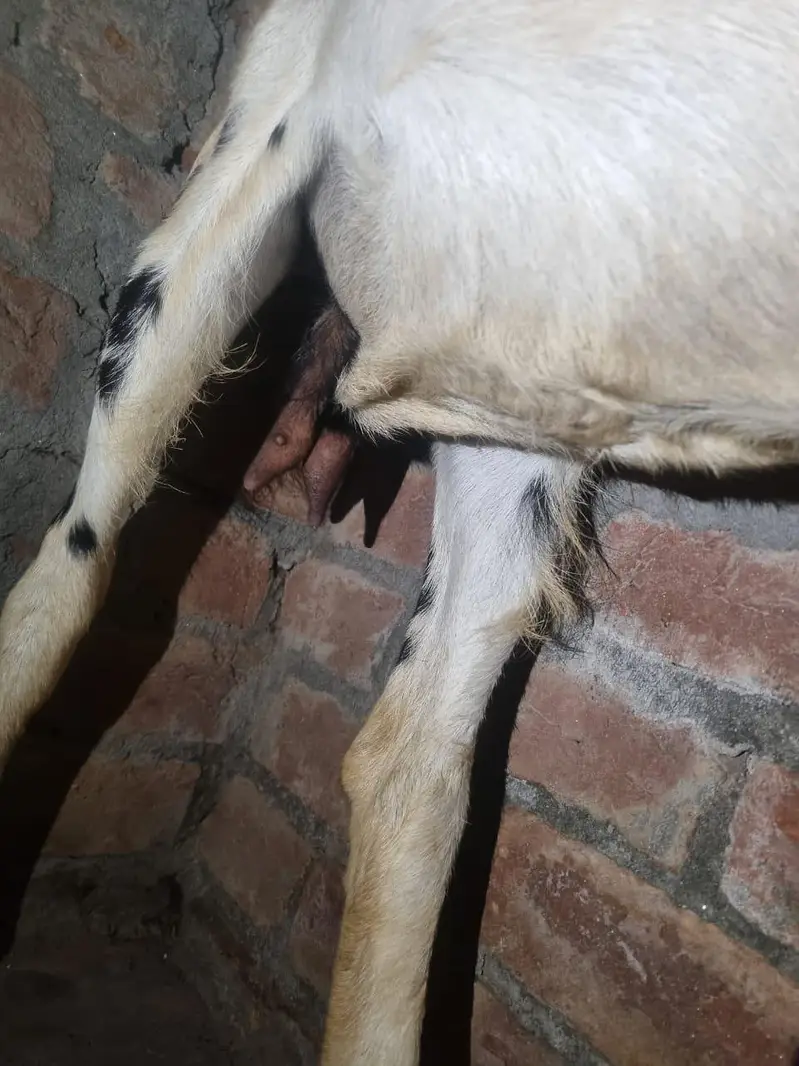 Dogli bakri beetal goat — photo 3