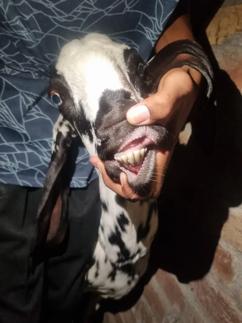 Dogli bakri beetal goat — photo 4