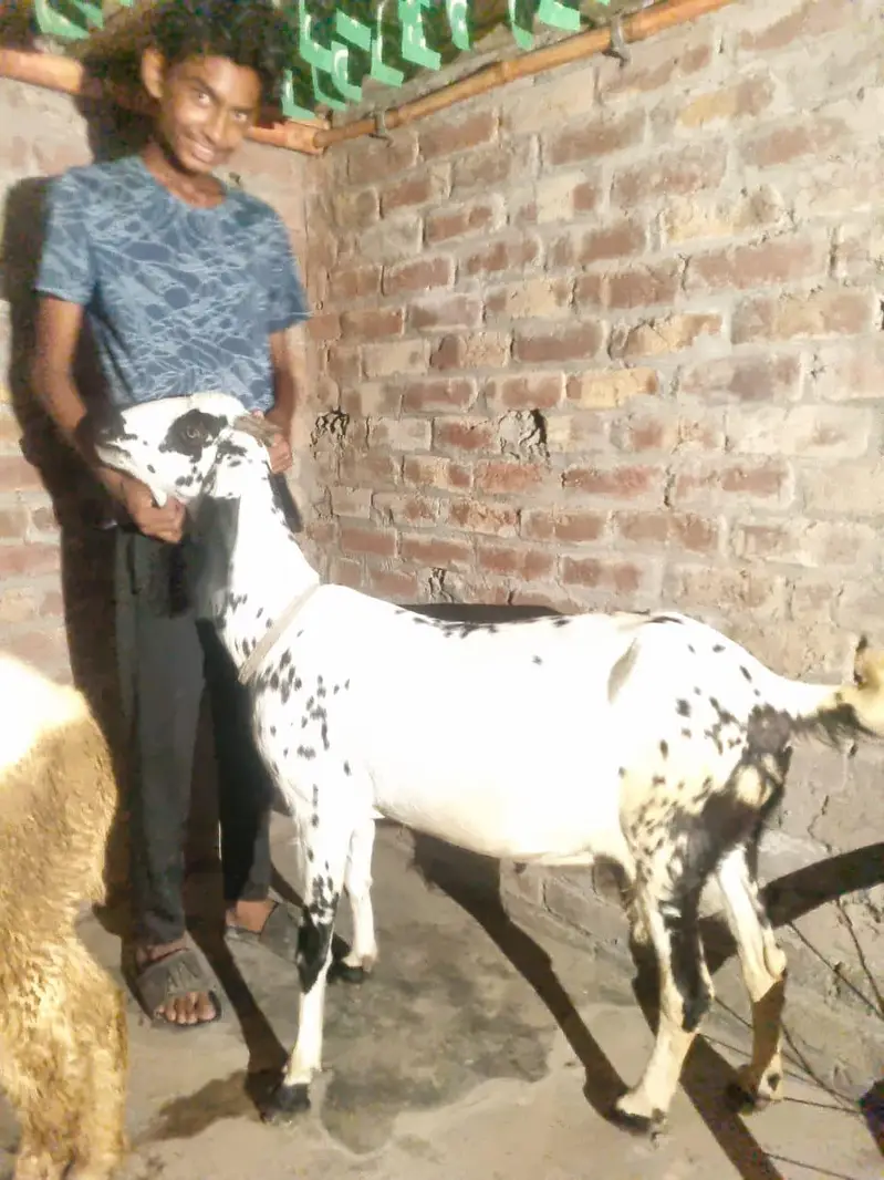 Dogli bakri beetal goat — photo 5