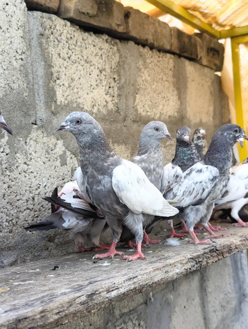 taddy kabutar bache — photo 3